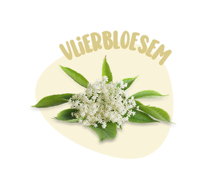 Vlierbloesem 